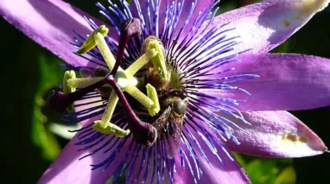 Passiflora Stock Footage 12388787