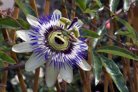  passiflora in a garden Stock Photos