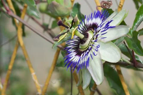 Passiflora in a garden Stock Photos