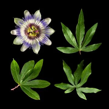 Passiflora (passionflower) isolated on black background. Set of big beautiful Stock Photos