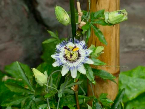 Passiflora Stock Photos