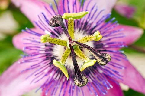 Passiflora Stock Photos