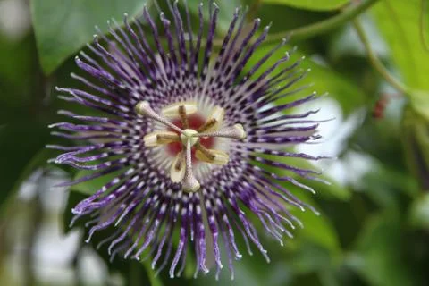 Passiflora Foto stock