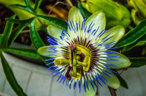 Passiflora Stock Photos