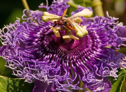 Passiflora Stock Photos