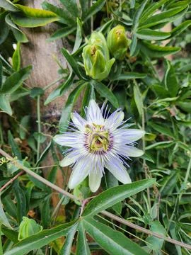 Passiflora Stock Photos