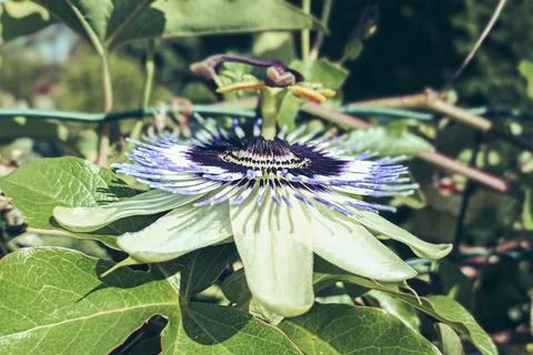 Passiflora Stock Photos