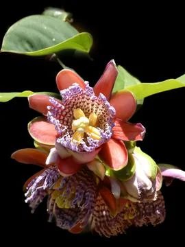 Passiflora quadrangularis in bloom Stock-Fotos