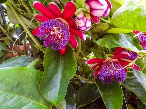 Passiflora Quadrangularis - Passion fruit flower. Stock Photos