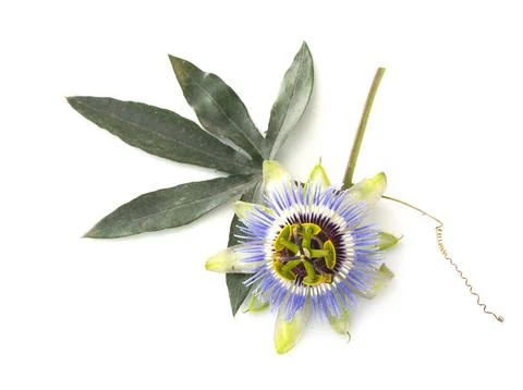 Passiflora in studio Stock Photos
