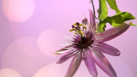 Passiflora. Timelapse of flower blooming. Stock Footage 99554801