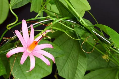 Passiflora tulea Stock Photos