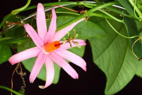 Passiflora tulea Stock Photos