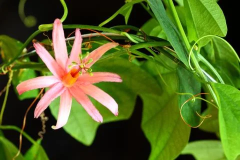 Passiflora tulea Foto stock