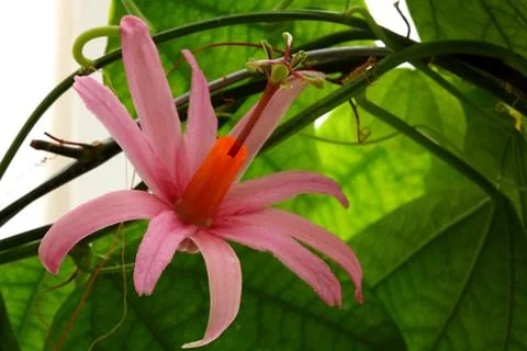 Passiflora tulea Stock Photos