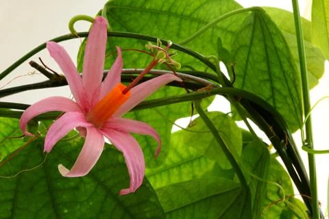 Passiflora tulea Stock Photos