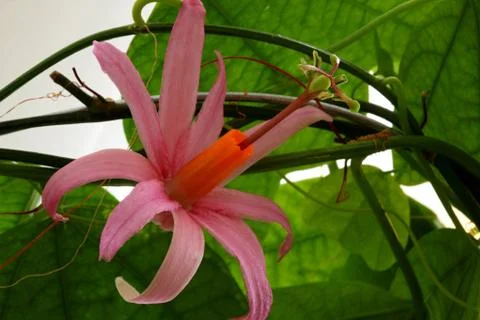 Passiflora tulea Stock Photos