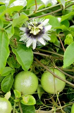 Passiflora Vine Featuring a Vibrant Passion Flower Blossom and Developing Fru Stock Photos