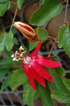 Passiflora Vitifolia Foto stock