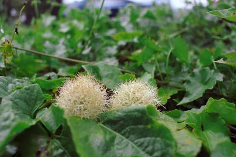 Passifora Foetida Foto stock