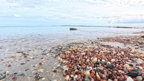 Passing across tiny seashells on sandy beach at low tide 動画素材 316534434