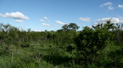 Passing African Bush Stock Footage 48365597