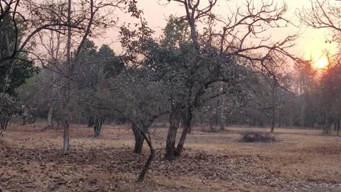 Passing Along Forest Trail In The Evening Video Video stock 272215040