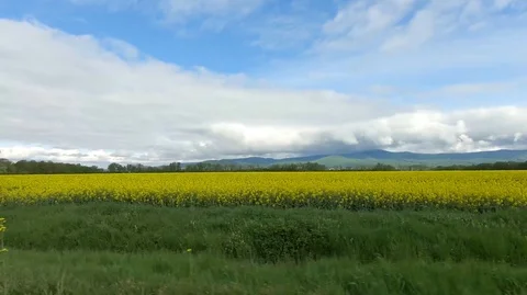 Passing along rape fields. Slow motion Video stock 107835367