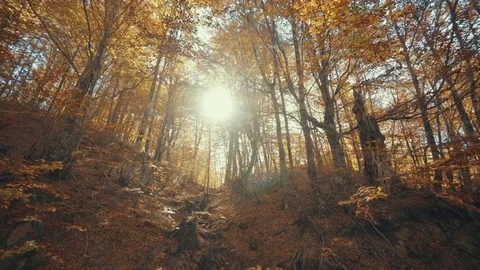 Passing by backlit autumn trees on beautiful forest Stock Footage 81833291