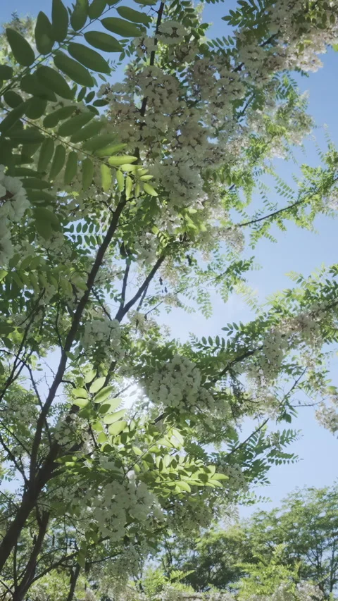 Passing backwards between branches of White acacia or Black locust against blue Vídeo Stock 331011189