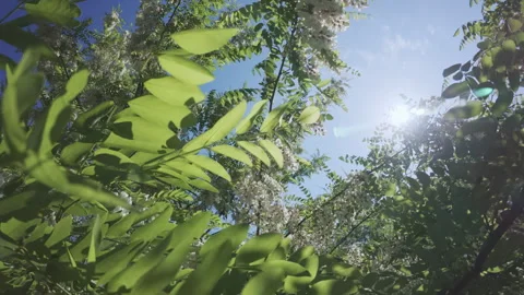Passing backwards between branches of White acacia or Black locust,on sunny day, Stock Footage 340080176
