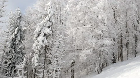 Passing by beautiful winter snowed forest in mountains Stock Footage 169222576