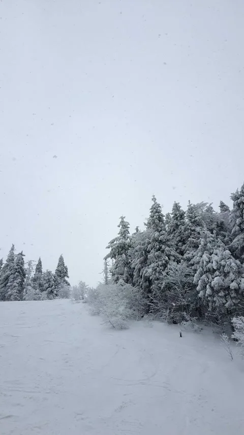 Passing by beautiful winter snowed forest in mountains Stock Footage 219477638