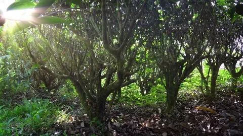 Passing beneath Low Branches of Tea Bushes in Sri Lanka Stock Footage 79402573