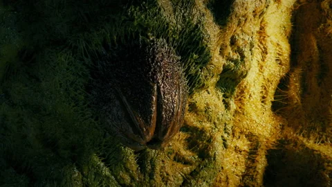 Passing Big Alien Egg Attached To Slimy Wall Stock Footage 137266252