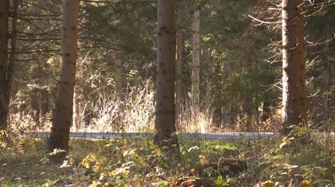 Passing car in Forest Stock Footage 4539704