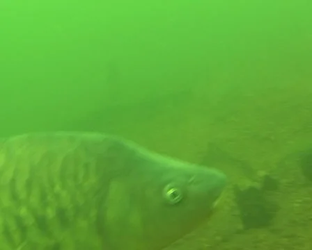 Passing Carp Stock Footage 978058