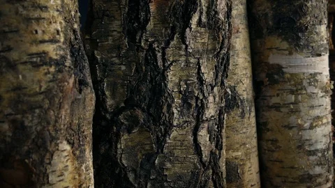 Passing Chopped Logs Stack Stock Footage 117840330