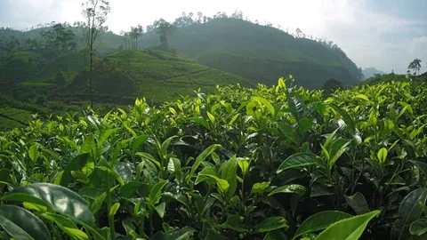 Passing Close over Young Leaves of Tea Bushes in Sri Lanka Vidéo 76932471