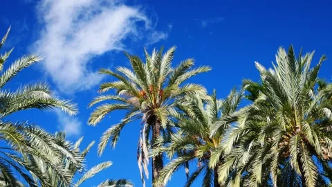 Passing cloud behind palm trees top Video stock 136185875