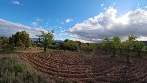 Passing clouds over a plowed almond tree field Vidéo 335091938