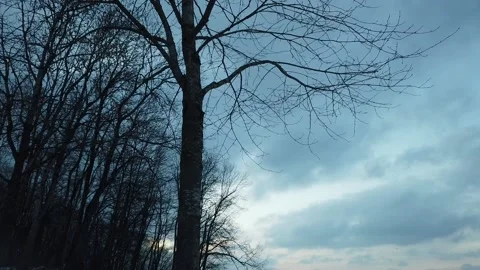 Passing clouds with a tree in foreground Stock Footage 146329522