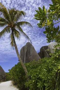 Passing A Coconut Palm On Way Back Stock Photos