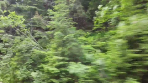 Passing by a coniferous alpine forest Stock-Footage 157593402