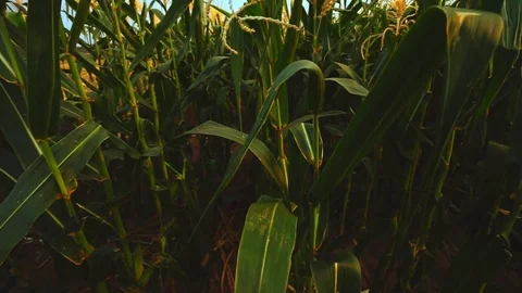 Passing by corn field on a bright sunny day Stock Footage 76060927