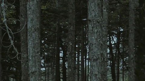 Passing by a deep dark fir tree forest at dawn Stock Footage 89493254