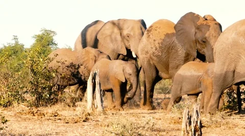 Passing elephant family Stock Footage 68942204