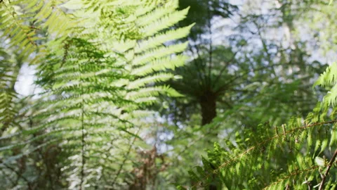 Passing ferns Stock Footage 132383561