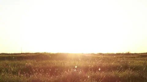 Passing a field by bus in the evening Stock Footage 52511578