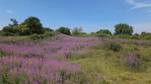 Passing by the fireweed field at Barnack Hills and Holes Видео 340286313